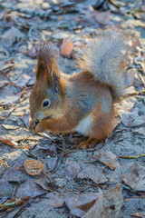 Naklejka na ściany i meble A European squirrel eats Nut in a park on a sun day.