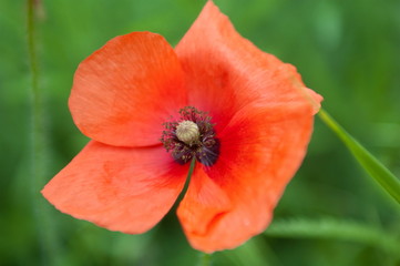 Fototapeta premium Flower