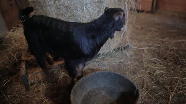 Young goat siblings play around empty a water bowl inside a barn