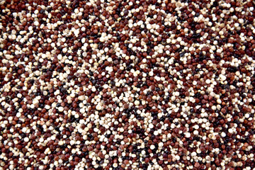 Three colors quinoa