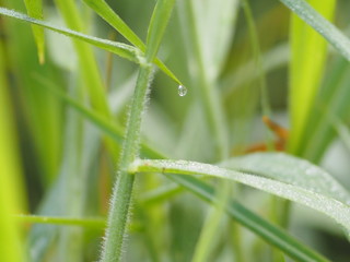 Dew Drops of water on the grass