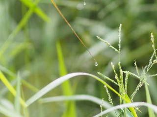 Dew Drops of water on the grass