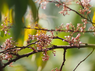 pink flower Averrhoa carambola star fruit Magnoliophyta