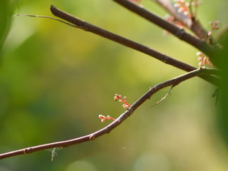 pink flower Averrhoa carambola star fruit Magnoliophyta
