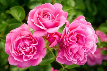 Rose flower. Pink tender rose close-up  in the garden. Floral nature background.