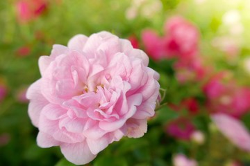 Rose flower. Pink  rose  in the sun in the garden. Floral nature background.