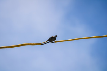 metal, design, closeup, object, stick, texture, animal, background, broken, cable, computer, concept, cord, cut, damage, danger, defect, electric, electrical, electrical tape, equipment, exposed, faul