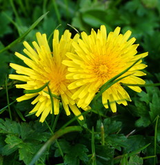 Close-up of two yellow dandelions on the green grass background.