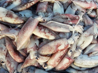 Group of squid at the market in Thailand, Sea shellfish
