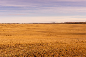 Field After Harvest