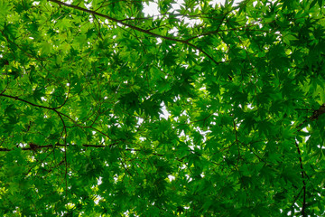 Green trees in the park at Namiseom