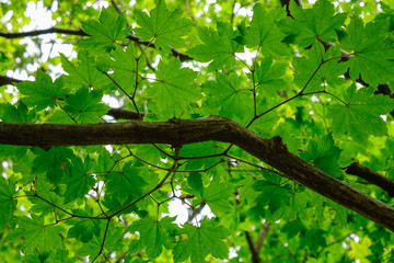 Green trees in the park at Namiseom