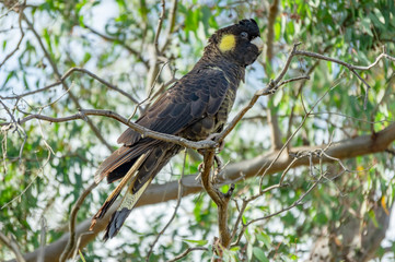 Yellow Tailed Black Cockatoo side
