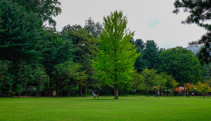 Obraz premium Green trees in the park at Namiseom