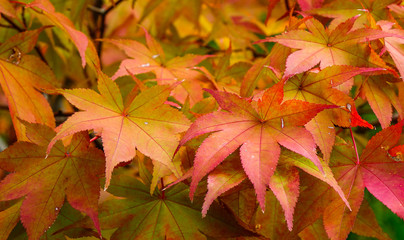 Maple leaves in autumn