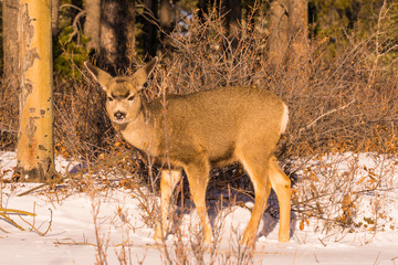 Mule Deer in Snow