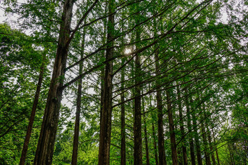Green trees in the park at Namiseom