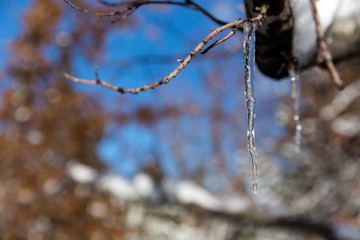 Icicle hanging from a tree branch against a beautiful blue sky