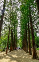 Green trees in the park at Namiseom