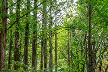Naklejka premium Green trees in the park at Namiseom