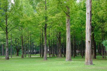 Fototapeta na wymiar Green trees in the park at Namiseom