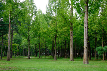 Green trees in the park at Namiseom