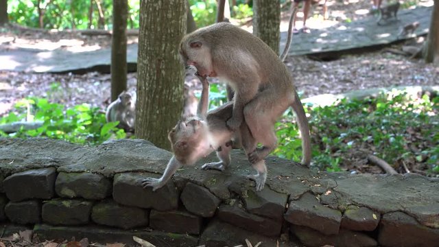 Wild monkey family at sacred monkey forest in Ubud, island Bali, Indonesia. Close up