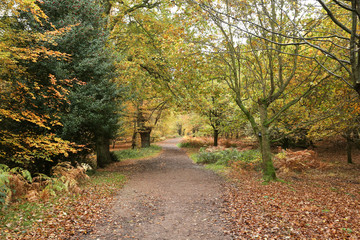 Fototapeta premium A landscape view of a Forest in the UK in autumn. 