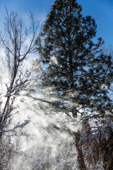 Burst of sun flare showing through a snow flurry of flakes falling out of the trees