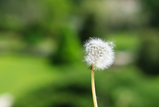 art photo of dandelion seeds close up on natural blurred background
