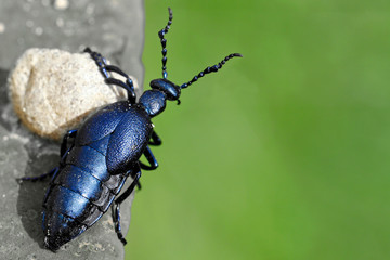 Black oil beetle, Meloe proscarabaeus, looks around the corner with copy space