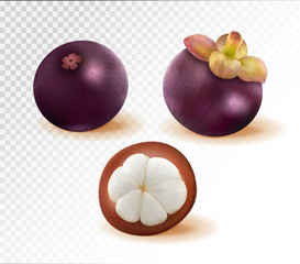 Set of mangosteen images. Quality realistic vector, 3d illustration
