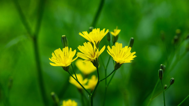 Flower of Crepis tectorum or Narrowleaf Hawksbeard close-up with bokeh background, selective focus, shallow DOF
