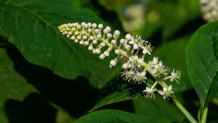 Indian poke or Phytolacca acinosa blossom close-up at flowerbed, selective focus, shallow DOF