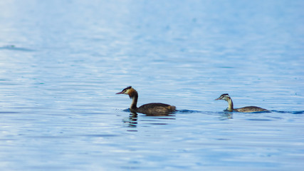 Fototapeta premium Adult and young great crested grebe or Podiceps cristatus swimming at lake portrait, selective focus, shallow DOF