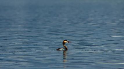 The great crested grebe or Podiceps cristatus swimming at lake portrait, selective focus, shallow DOF