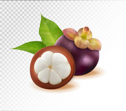 Mangosteens Queen of fruits, mangosteen on transparent background. Quality realistic vector, 3d illustration