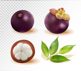 Set of mangosteen images. Quality realistic vector, 3d illustration