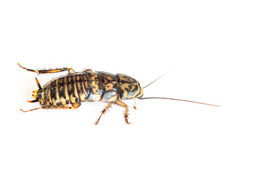 close-up cockroach isolated on white background
