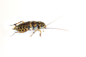 close-up cockroach isolated on white background