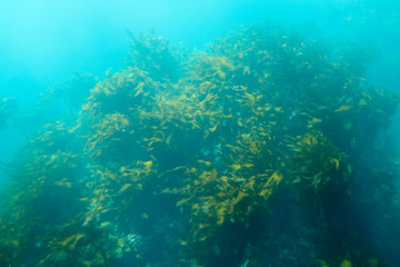 生い茂る海藻
