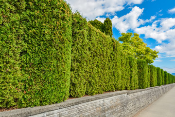 Long green hedge with cloudy sky above