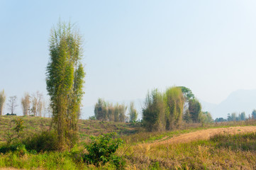 trees in forest landscape and mountains view with haze at summer of Thailand