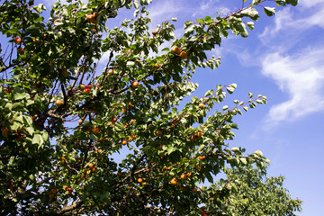 Fototapeta na wymiar Branch with ripe apricots on the background of the blue sky, the collection of useful fruits, background