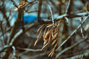 Winged Maple Seeds close up with blurry bokeh background, new life. Maple Seeds. Trees with earrings, tree detail