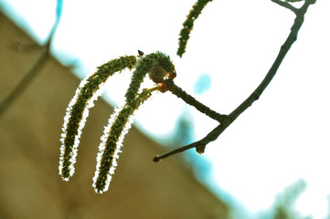 Trees with earrings, tree detail