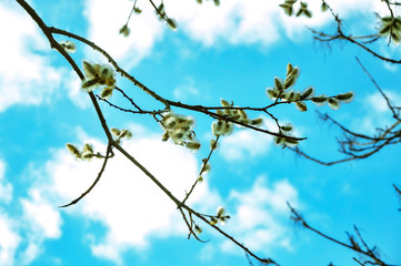 Photo of close-up of willow branches with flowering soft buds. Spring on a sunny day, a blue sky in the background. Trees with earrings, tree detail