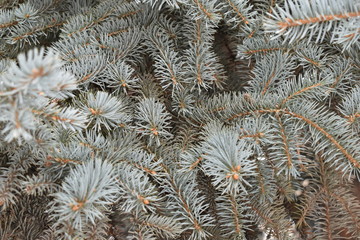closeup of cactus
