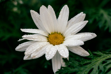 Beautiful Flower in Thailand Arboretum