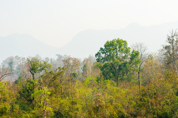 trees in forest landscape and mountains view with haze at summer of Thailand